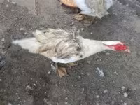 Ducks — fotografija 2