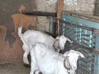 عنزة, الماعز — الصورة 4