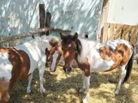 Yegua, Caballos — foto 2