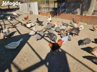 Chickens — Foto 5