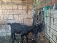 Goat, Goats — photo 5
