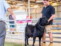 Koza, Boer goat — zdjęcie 2