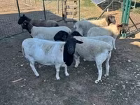 Brebis, Dorper sheep — photo 5