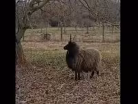 Schaf, Racka sheep — Foto 1