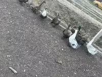 Ducks — foto 1