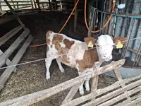 Byk, Węgierska szara rasa — zdjęcie 1