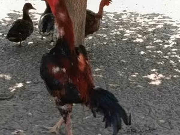 Gallinas Shamo