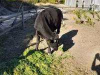 Bulle, Aberdeen-Angus — Foto 6