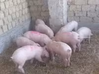 Donuzlar (partiya, cinsi göstərilməyib) — foto 4