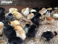 Chickens — الصورة 2