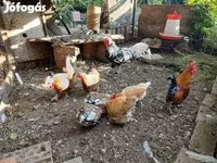 汉堡 — 照片 2