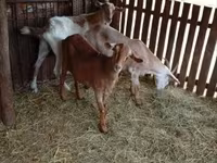 Goat, Goats — photo 2