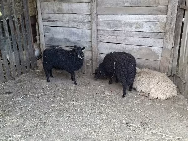 Вівця, Baerchuke sheep