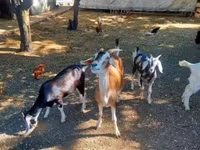 公山羊, Nubian Goat — 照片 5