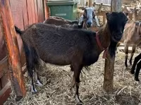 Koza, Nubian Goat — fotografija 1