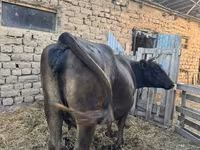 Krava, Swiss cattle — fotografija 1