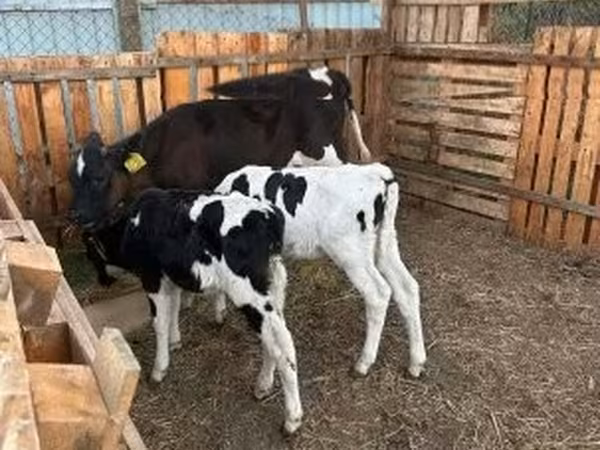 Buğa, Russian Black pied cattle — Macarıstan