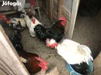 Chickens — الصورة 1