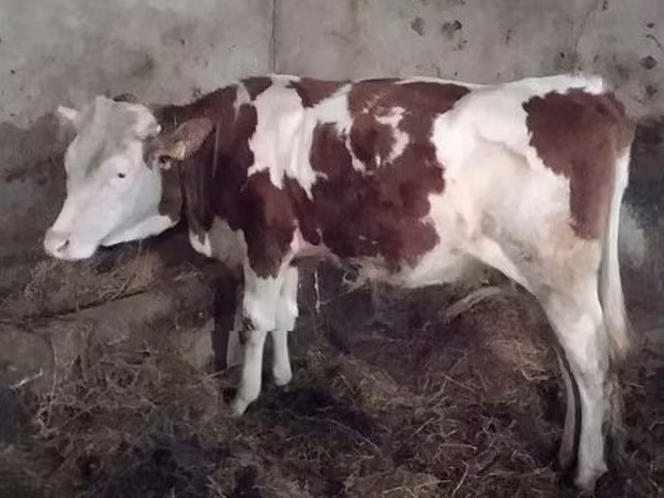 İnək, Simmental cattle — Macarıstan