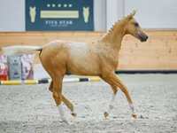Cavalo, Cavalos — foto 5