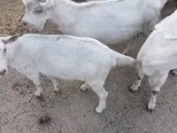 Ешкі, Saanen goat — 4-сурет