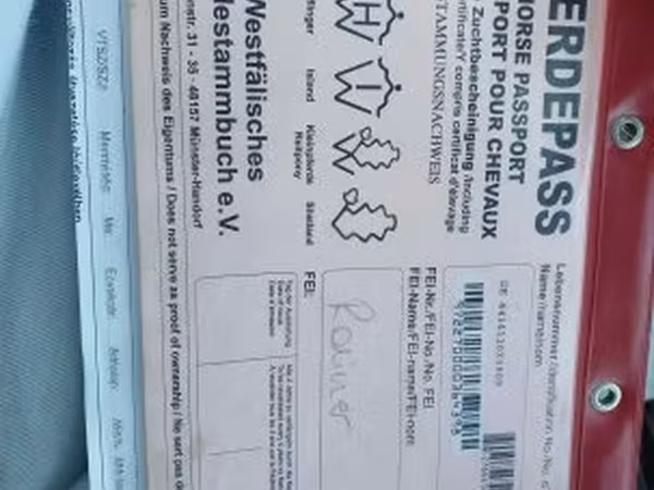 Horse (M), Westphalian