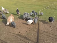 Turkeys — fotografija 2