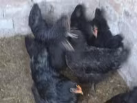 Australorp — fotografija 4