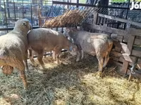 मेढ़ा, Ile-de-France sheep — फ़ोटो 2
