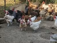 Chickens — Foto 2