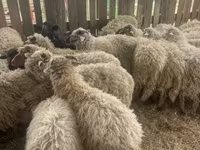 भेड़ें (लॉट, लिंग निर्दिष्ट नहीं), Suffolk sheep — फ़ोटो 3