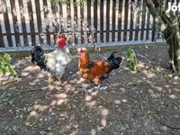 Chickens — Foto 1