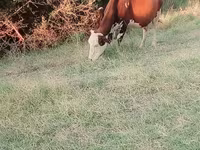 母牛, Latvian Blue cattle — 照片 5