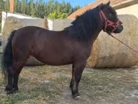Toychoq, Otlar — 5-rasm