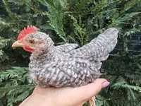 Guinea fowl — zdjęcie 4