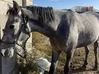Айғыр, Orlov Trotter — 6-сурет