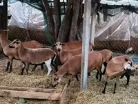 母羊, Cameroon sheep — 照片 2