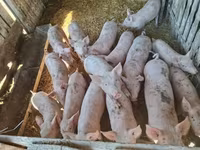 Porcs (lot, sexe non indiqué), Porcs — photo 4