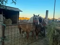فرس, Hungarian horse breed — الصورة 3