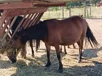 Caballo, Caballos — foto 1