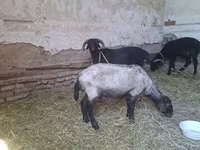 Kozy (partia, płeć nieokreślona), Kozy — zdjęcie 6