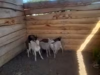 Cabro, Cabras — foto 4