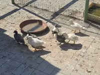 Ducks — fotografija 3