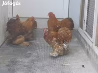 Bantam Pekín — foto 3