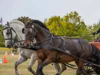 Кінь, Hungarian horse breed — фото 1