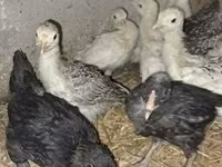 Turkeys — fotografija 2