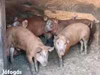 公猪, Pigs — 照片 1