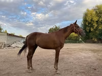 Kobila, Canadian horse breed — fotografija 2