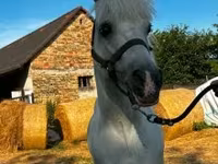公马, Horses — 照片 3