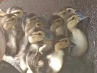 Ducks — 写真 1
